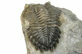 Detailed Hollardops Trilobite Fossil - Ofaten, Morocco #273422-5